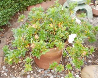Flowering Rhododendron Shrub in Terracotta Planter | View detailed pictures and descriptions on placerauctions.com