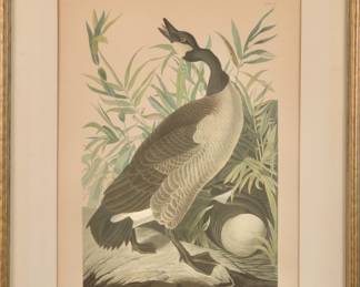 J.J. Audubon Canada Goose Print