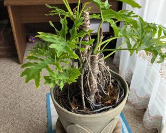 Large plant in large Robinson Ransbottom Pottery garden pot