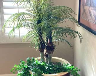 Pygmy Date Palm Tree