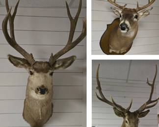 12-point Rocky Mountain Elk Head Taxidermy,
10-point Whitetail Deer Head Taxidermy,
7-point Whitetail Deer Head Taxidermy