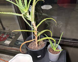 2 Aloe Plants