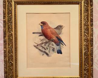 "Bluethroated Broadbelled Roller" Lithograph