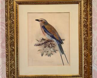"Longtailed Roller" Lithograph