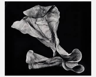 100 . Howard Steinberg "Leaf Study #11" Gelatin Silver Print (1995)