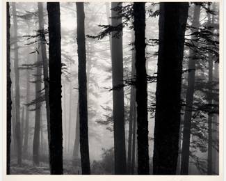 207 . Richard Loftis "Misty Trees, North Carolina" Gelatin Silver Print (1974)
