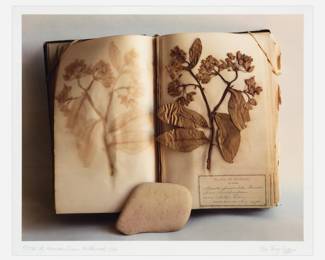90 . Terry Evans "Flora of Kansas, Green Milkweed, 1886" Iris Print (1999)