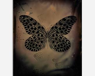 195 . Jayne Hinds Bidaut "Spotted Rice Paper Wing" Tintype (1998/ 2000)