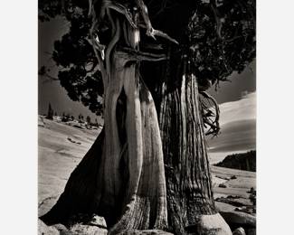 99 . Edward Weston "Juniper, Tenaya Lake" Gelatin Silver Print (1937)