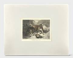Antique Wyngate Manuscript & Prints Alpine Mastiffs 1845 Engraving by Sir Edwin Landseer
