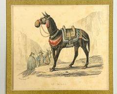 Antique Wyngate Manuscripts & Prints The Mule (Le Mulet) Copper Plate Engraving 1837 Work of Earliest Naturalist, The Count De Buffon

