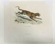 Antique Wyngate Manuscripts & Prints La Panthre Illustrating French Edition Buffon
