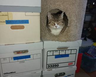 As usual, my cat is waiting for your comments and is STILL not for sale.