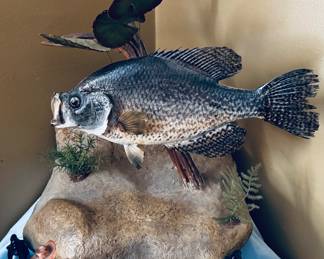Large Crappie taxidermy  