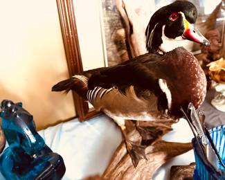 Large taxidermy duck 