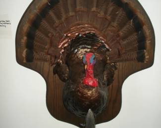 1980 Lanham's Taxidery Turker Wall Mount - Beautiful
