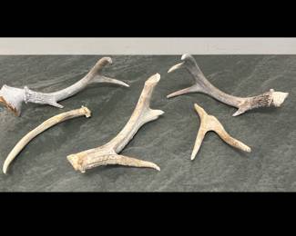Lot 179 Collection of Deer Antlers Natural Curiosities