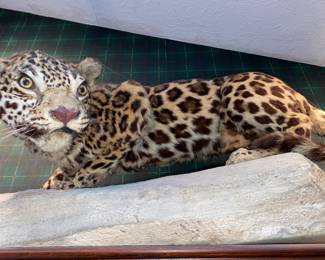Leopard taxidermy 