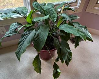 Live Plant