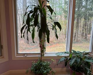 Live Plants