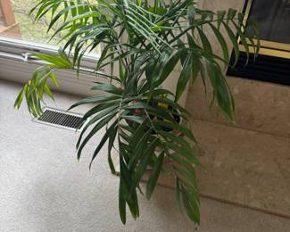 Live Plant