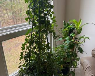 Live Plants