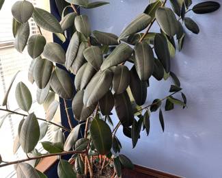 Rubber tree plant