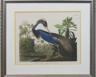 9005 - Louisiana Heron Giclee by John J Audubon 26 X 22.5
