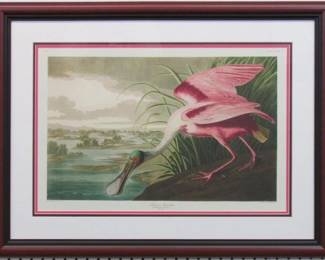 9001 - Rosette Spoonbill Giclee by John J Audubon 30.5 X 23
