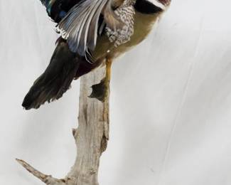 1174 - Taxidermy Duck Wall Art 21"
