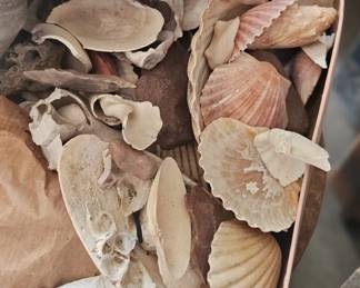 shells