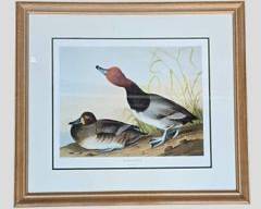 J.J.Audubon Red Headed Duck Print Engraved by R.Havell 1836 Framed
