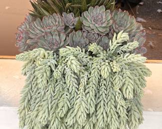 Assorted Succulent Planter