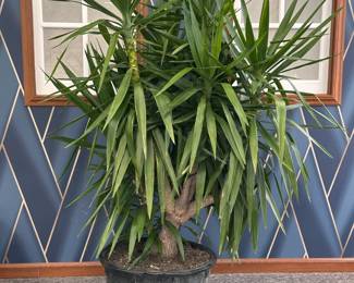 Yucca Tree