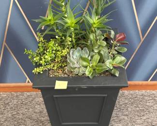 Assorted Succulent Planter