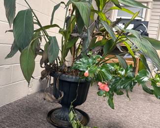 Canna Lily and Begonia