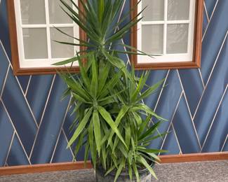 Yucca Tree