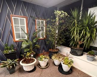 Mature Tropical Plants