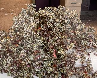 Silver Inch Plant