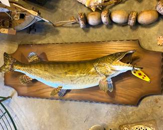 One of several taxidermied mounted fish - Great for a bar or man cave
