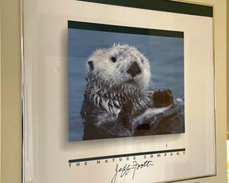 Framed Sea Otter Print by Jeff Foott