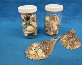 Lot 357. Seashells