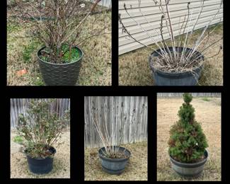 5 Live Outdoor Plants With Planters