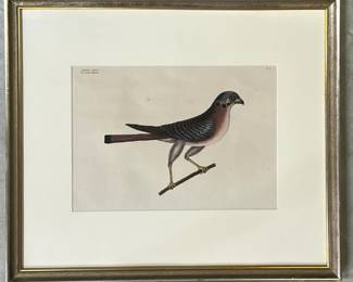 Mark Catesby (English, 1682-1749) "The Little Hawk" colored engraving
