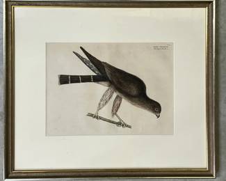 Mark Catesby (English, 1682-1749) "The Pigeon Hawk" colored engraving