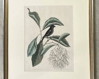 Mark Catesby (English, 1682-1749) "Little Finch" colored engraving