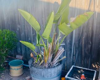 True Legacy Premium - Potted Birds of Paradise