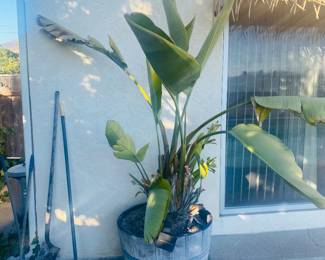 True Legacy Premium - Potted Birds of Paradise