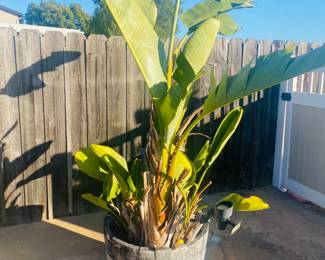 True Legacy Premium - Potted Birds of Paradise