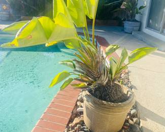 True Legacy Premium - Potted Birds of Paradise